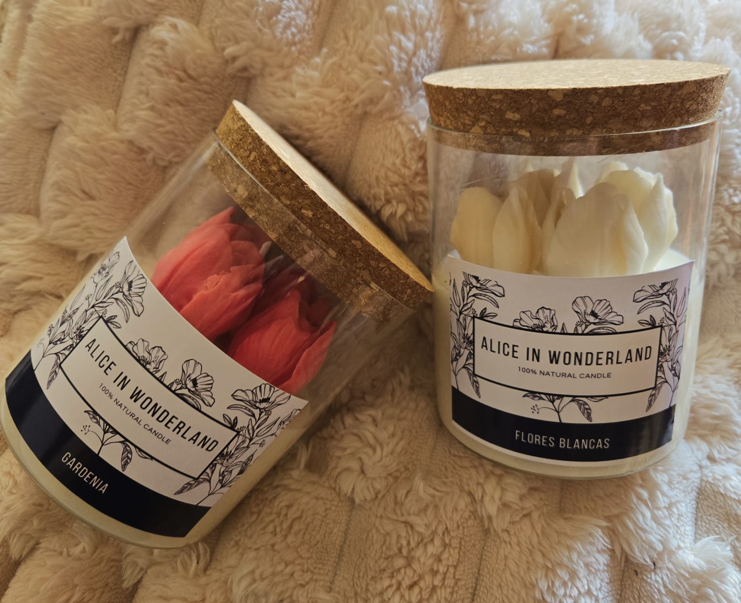 Tulipanes L
